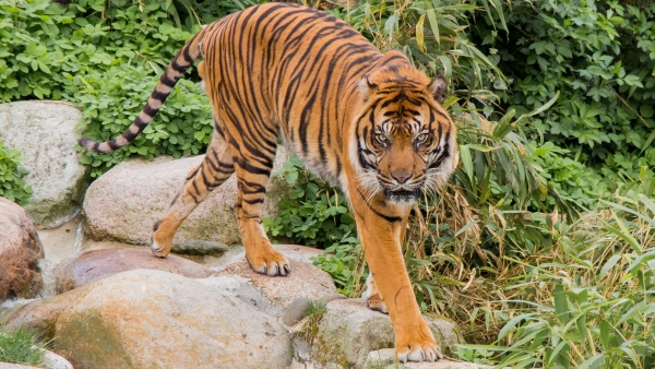 Tigre Tigre