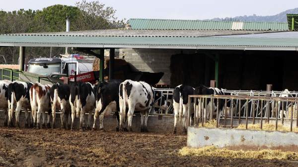 Animal comiendo, animales, vaca, vacas, pastar, pasto, ganaderos Animal comiendo, animales, vaca, vacas, pastar, pasto, ganaderos
