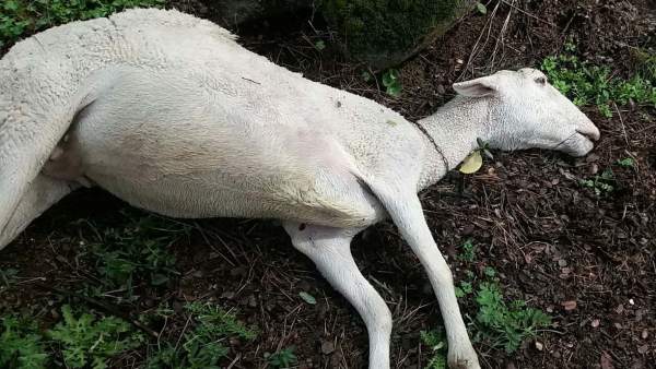 La lluvia ha provocado muerte de ovejas La lluvia ha provocado muerte de ovejas