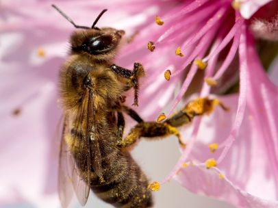 Abeja en flor de melocotonero