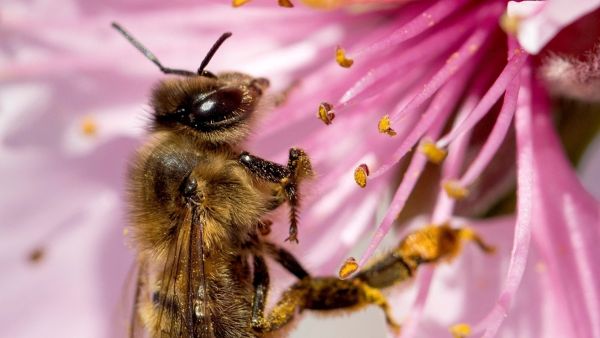 Abeja en flor de melocotonero Abeja en flor de melocotonero