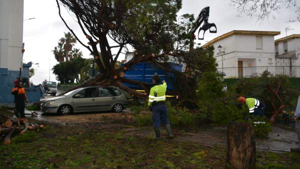 Pino caído por el temporal en San Roque Pino caído por el temporal en San Roque
