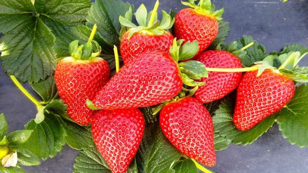 Fresas Fresas