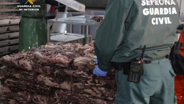 Pulpo intervenido en Ayamonte (Huelva) Pulpo intervenido en Ayamonte (Huelva)
