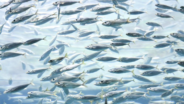 Sardinas Sardinas