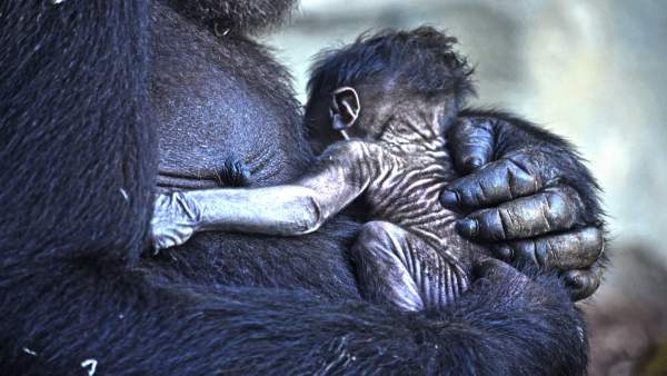 Naix el quart goril·la en Bioparc València Naix el quart goril·la en Bioparc València