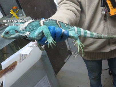 Reptil incautado