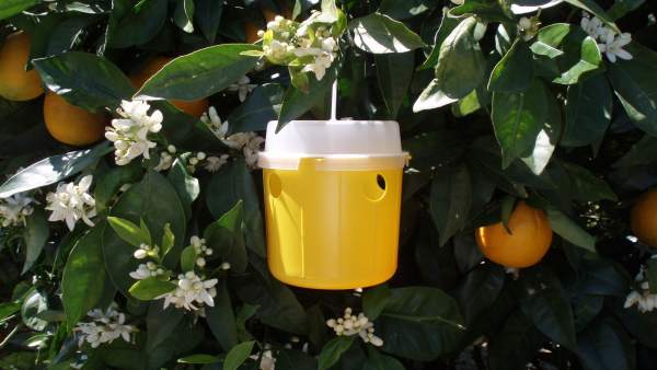 Trampa de la mosca de la fruta Trampa de la mosca de la fruta