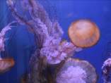 Aparecen miles de ejemplares de una especie de medusa en varias playas de la Costa Brava