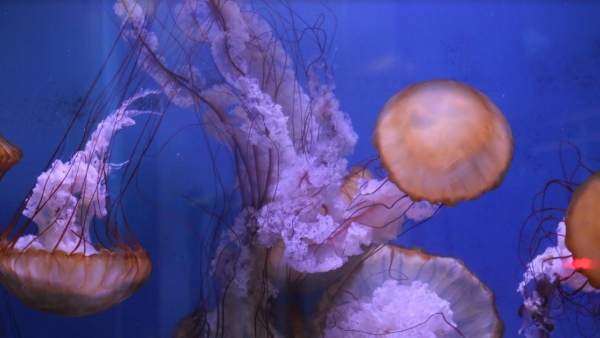Medusas. Medusas.