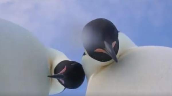 Pingüinos emperador Pingüinos emperador