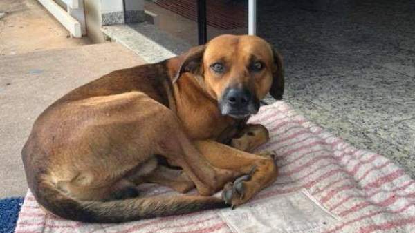 Perro Perro