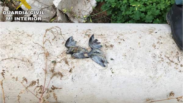 Uno de los animales muertos por el vertido Uno de los animales muertos por el vertido