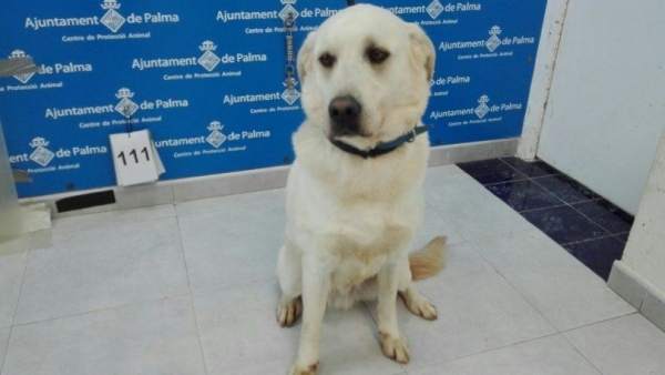 Adopción de un perro en Son Reus Adopción de un perro en Son Reus