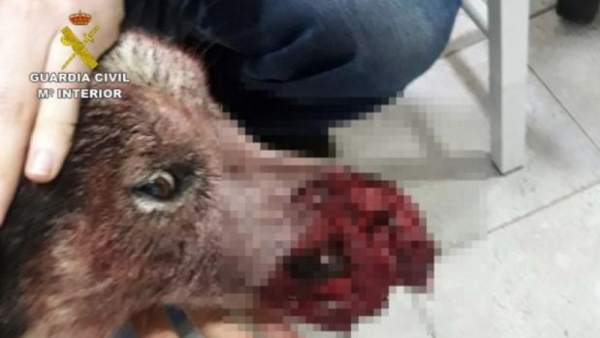 La Guardia Civil investiga a tres cazadores La Guardia Civil investiga a tres cazadores