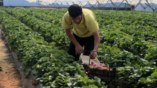 Un trabajador en la campaña de la fresa. Un trabajador en la campaña de la fresa.