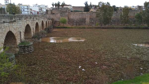 El camalote ocupa el rio Guadiana en Mérida tras romperse las barreras El camalote ocupa el rio Guadiana en Mérida tras romperse las barreras