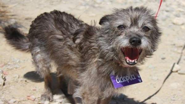 Perro de la Sociedad Protectora de Animales y Plantas de Málaga adopción. Perro de la Sociedad Protectora de Animales y Plantas de Málaga adopción.