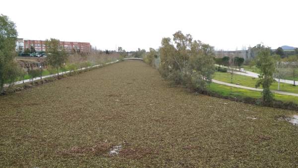 El camalote cubre por completo el canal del Guadiana en Mérida El camalote cubre por completo el canal del Guadiana en Mérida