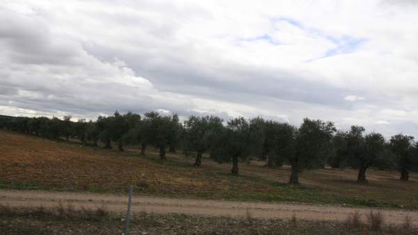 Olivos, Campo Olivos, Campo