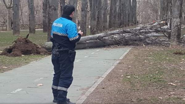 Valladolid. Arbol caído en el Paseo del Cid Valladolid. Arbol caído en el Paseo del Cid