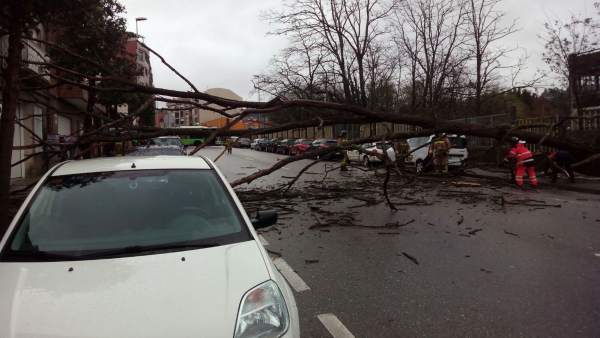 Árbol caído en la calzada por el temporal en Vigo Árbol caído en la calzada por el temporal en Vigo