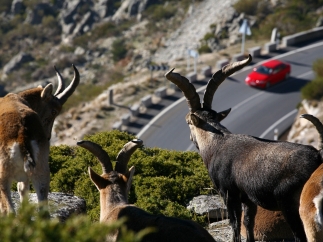 Cabras montesas