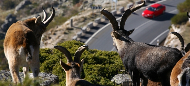 Cabras montesas