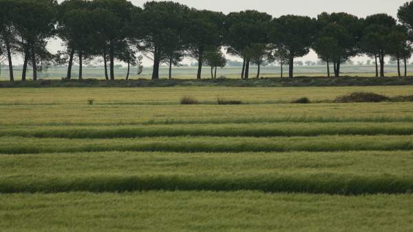 Campos de cultivo Campos de cultivo
