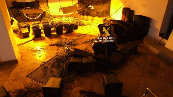 Operación GC cannabis marihuana en vivienda cultivo indoor Operación GC cannabis marihuana en vivienda cultivo indoor