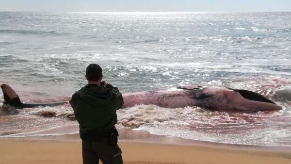 Ballena encontrada en la playa de Montgat (Barcelona) Ballena encontrada en la playa de Montgat (Barcelona)