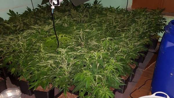 Plantación de marihuana desmantelada. Plantación de marihuana desmantelada.