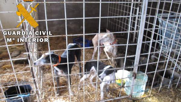 Galgos recuperados Galgos recuperados