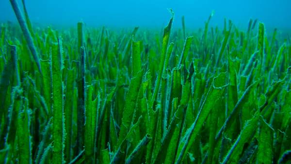 Posidonia oceánica en el Mediterráneo Posidonia oceánica en el Mediterráneo