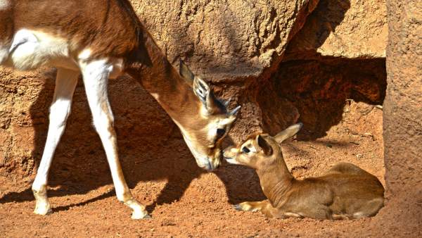 Naix en Bioparc una gasela Mhorr, una espècie extinta en la naturalesa Naix en Bioparc una gasela Mhorr, una espècie extinta en la naturalesa