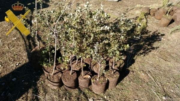 Plantas intervenidas a los dos investigados. Plantas intervenidas a los dos investigados.