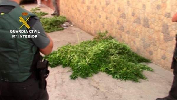Guardia Civil, Marihuana, droga, Guardia Civil, Marihuana, droga,