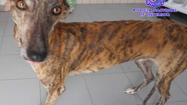Perro hallado en la vía pública en estado de abandono. Perro hallado en la vía pública en estado de abandono.