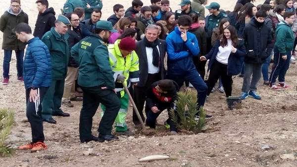 Replantación de árboles Replantación de árboles