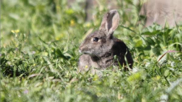 Conejo, animales, bosque, fauna Conejo, animales, bosque, fauna