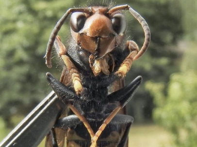 Avispa asiática