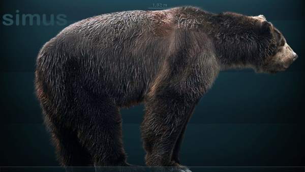 Reconstrucción del oso de cara corta Reconstrucción del oso de cara corta