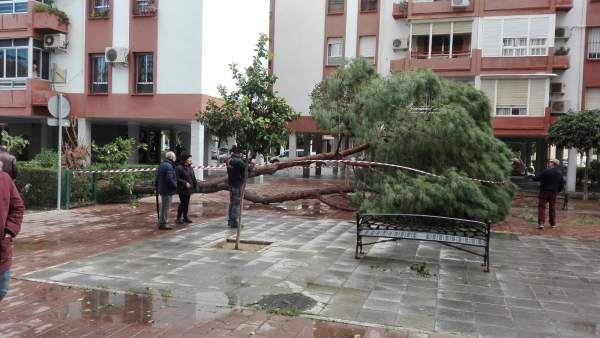 Un árbol caído por las rachas de viendo en Sevilla Un árbol caído por las rachas de viendo en Sevilla