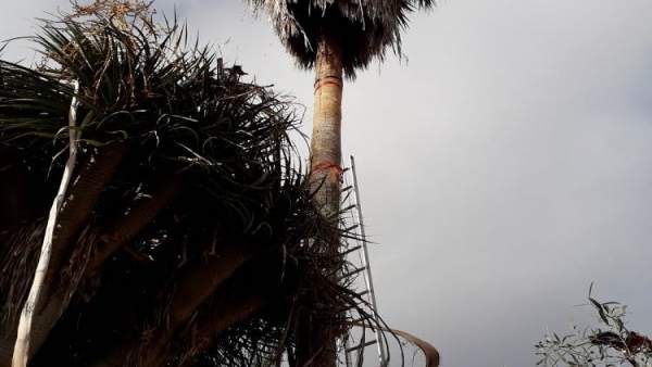 Palmera en la que quedó colgado el afectado Palmera en la que quedó colgado el afectado