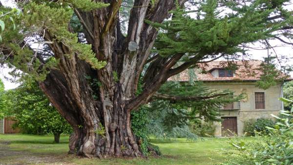 Ciprés,árbol Ciprés,árbol