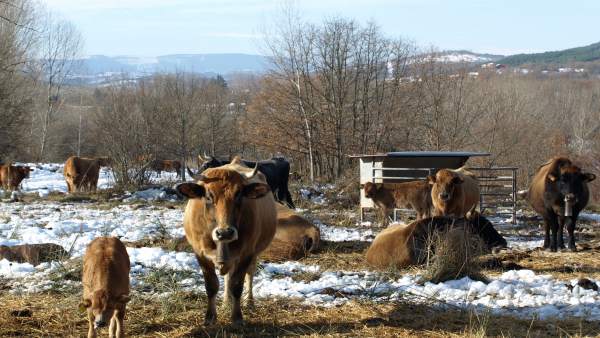 Vacas pastando Vacas pastando