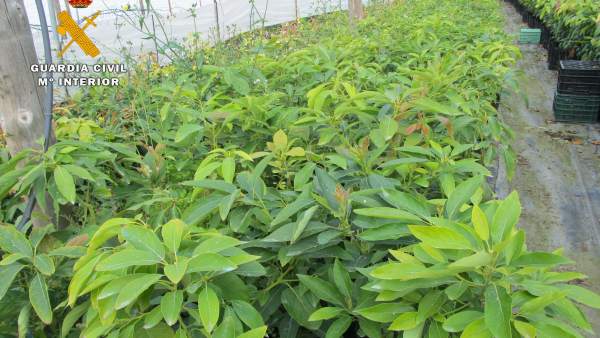 Plantas de la variedad de aguacates Lamb Hass Plantas de la variedad de aguacates Lamb Hass