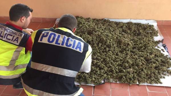 Cogollos de marihuana incautada Cogollos de marihuana incautada