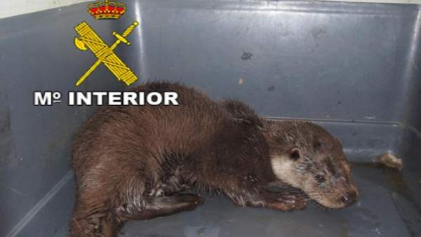 Imagen de la nutria recuperada Imagen de la nutria recuperada