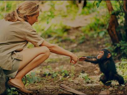 Gombe, Tanzania - Jane Goodall and infant chimpanzee Flint reach out to touch ea